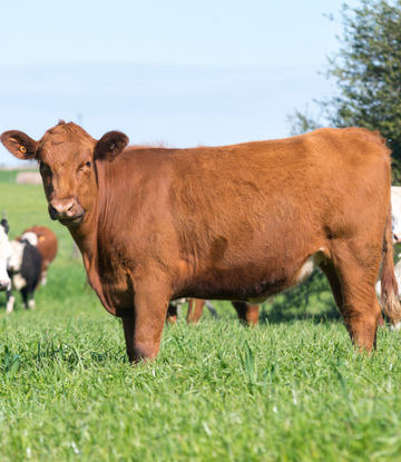 Beef Cow Numbers lowest in 61 Years | Supply Chain Scene